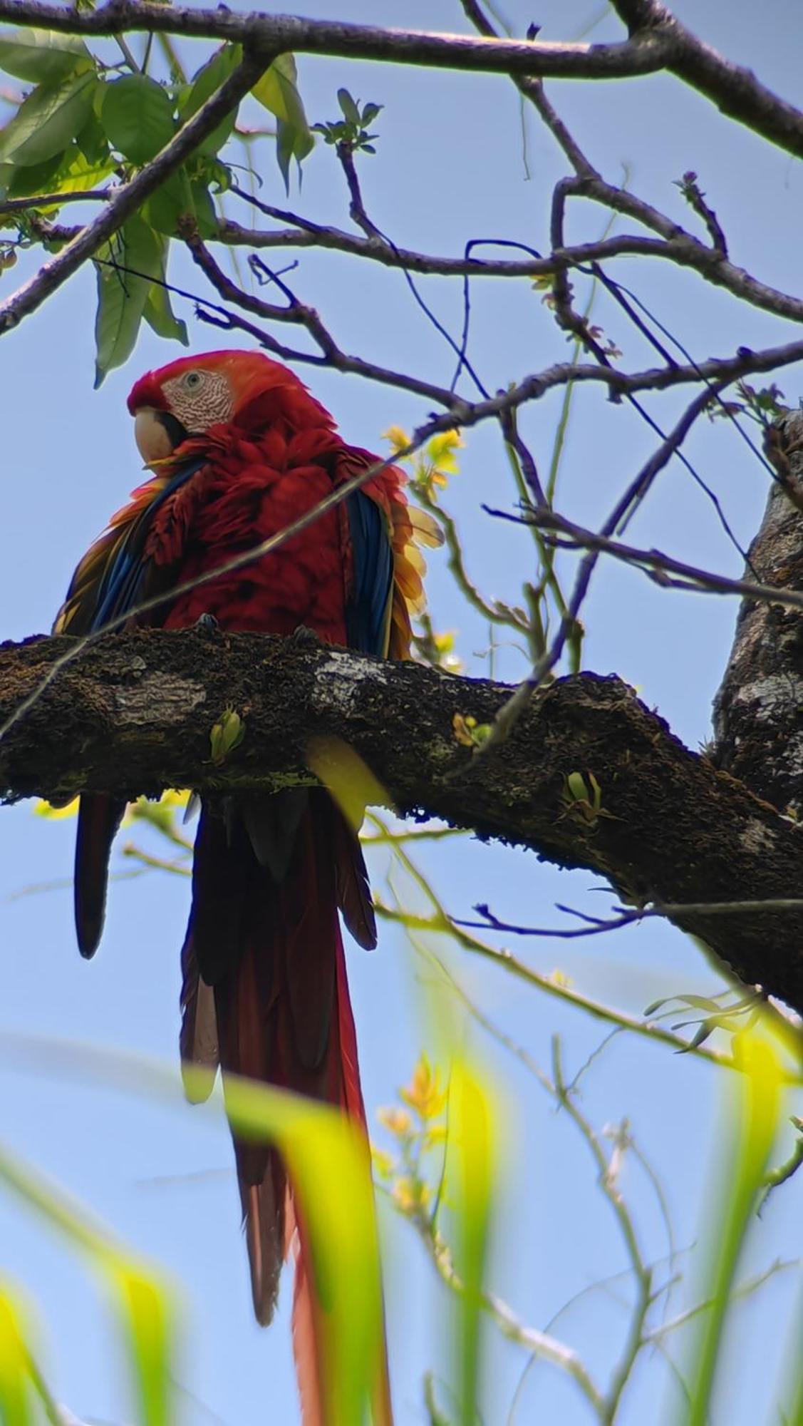 Cabinas Corcovado Green Parrot, Los Planes Drake Drake Bay ห้อง รูปภาพ