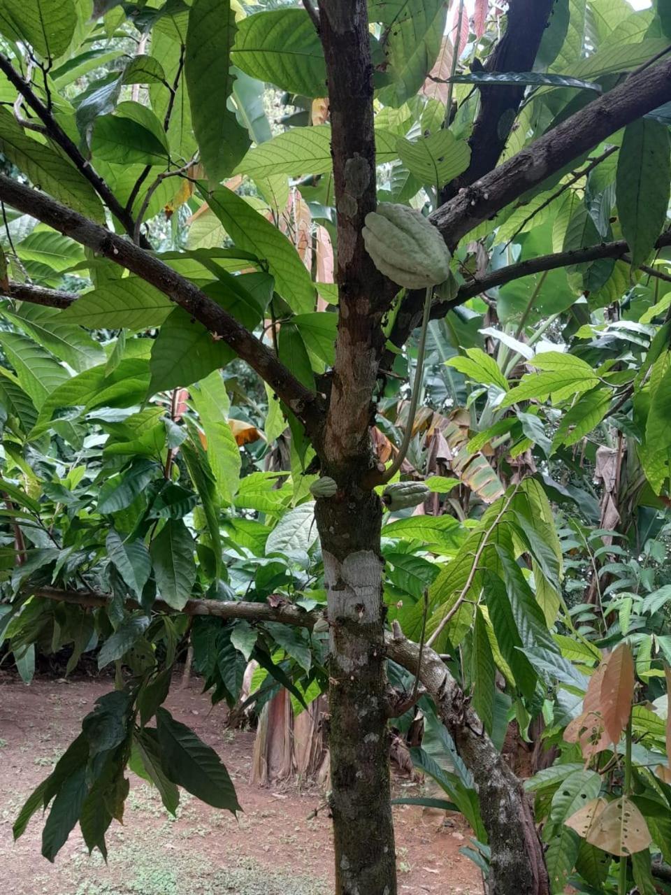 Cabinas Corcovado Green Parrot, Los Planes Drake Drake Bay ภายนอก รูปภาพ