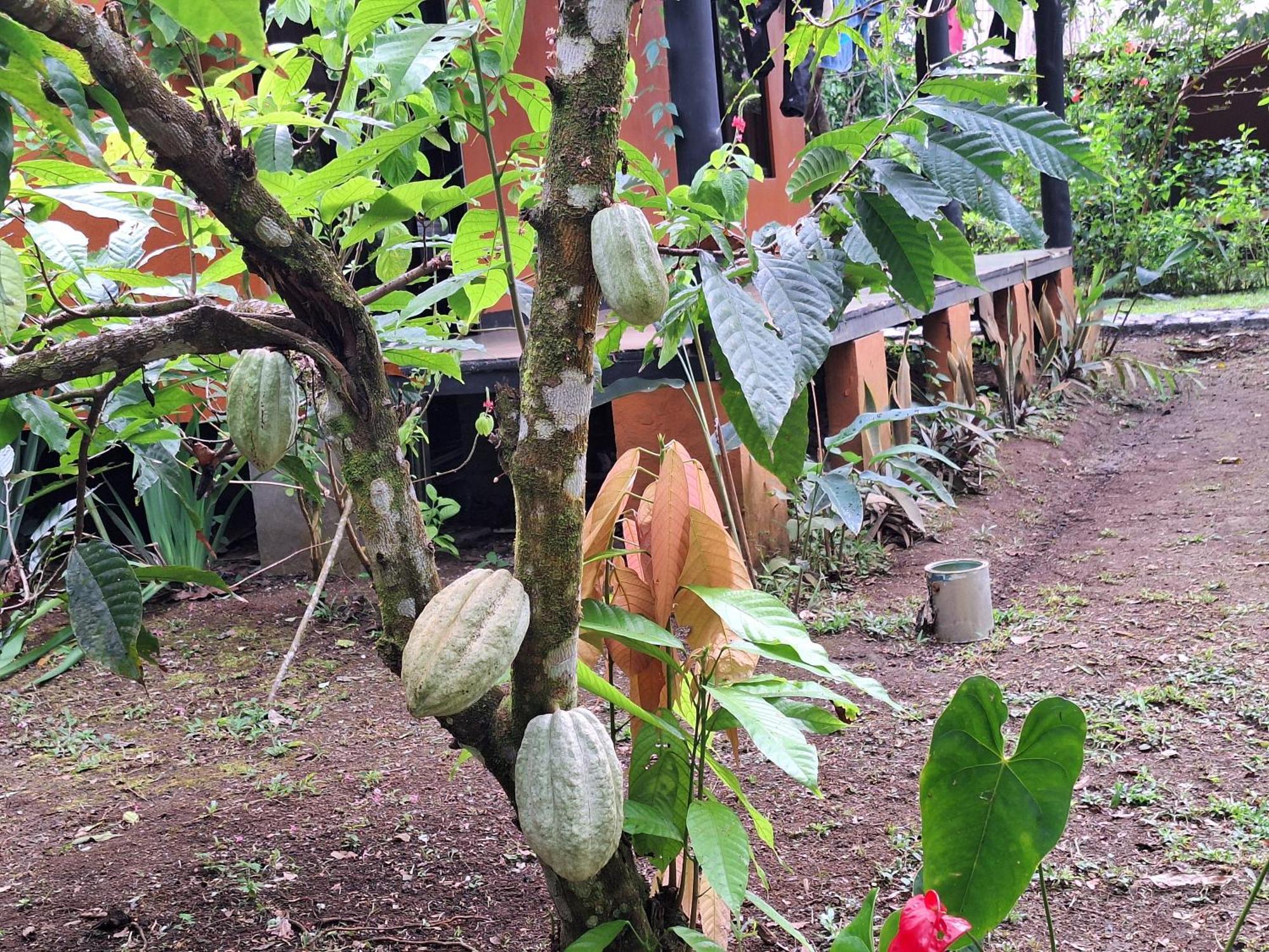 Cabinas Corcovado Green Parrot, Los Planes Drake Drake Bay ภายนอก รูปภาพ