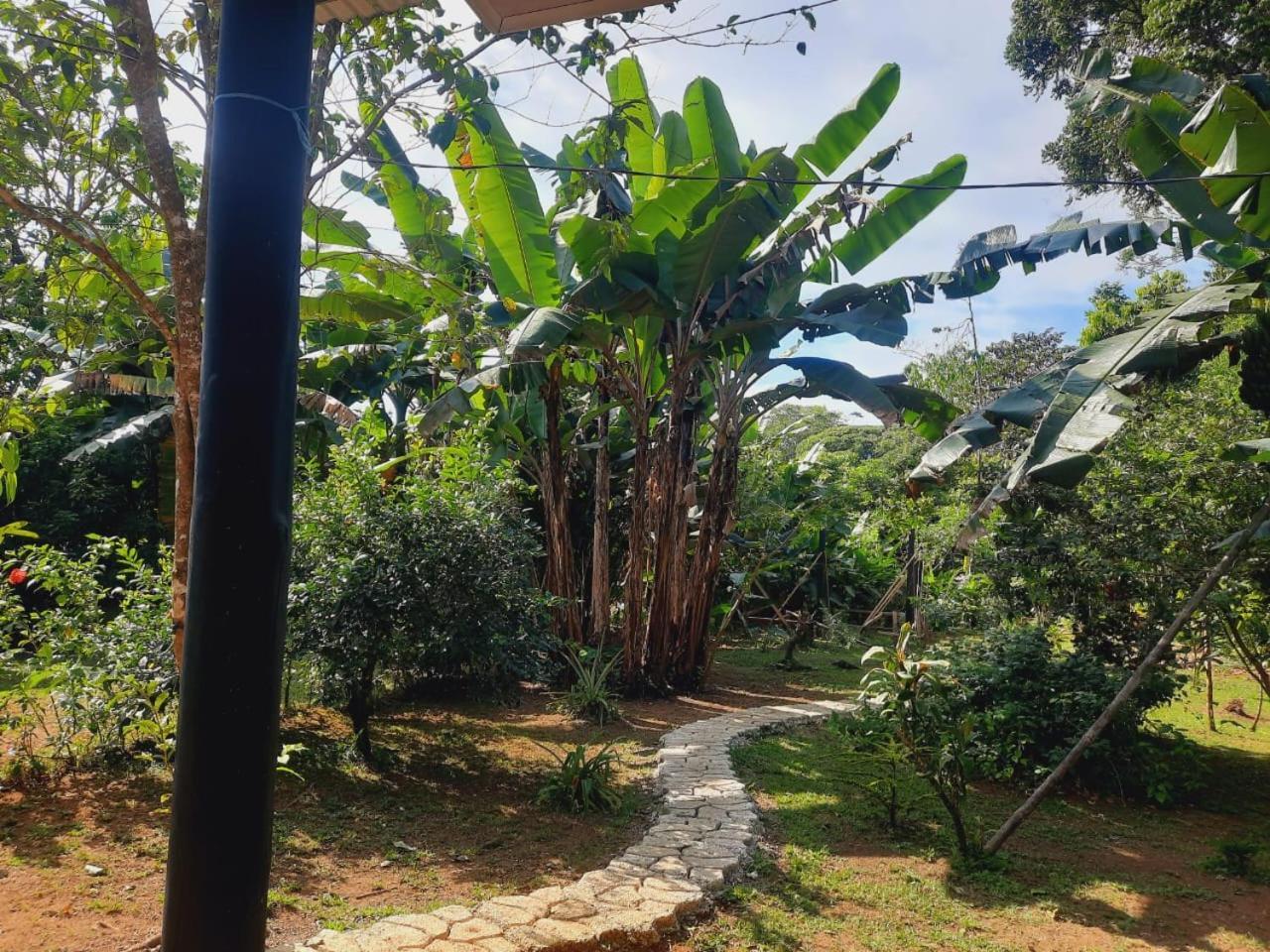 Cabinas Corcovado Green Parrot, Los Planes Drake Drake Bay ภายนอก รูปภาพ