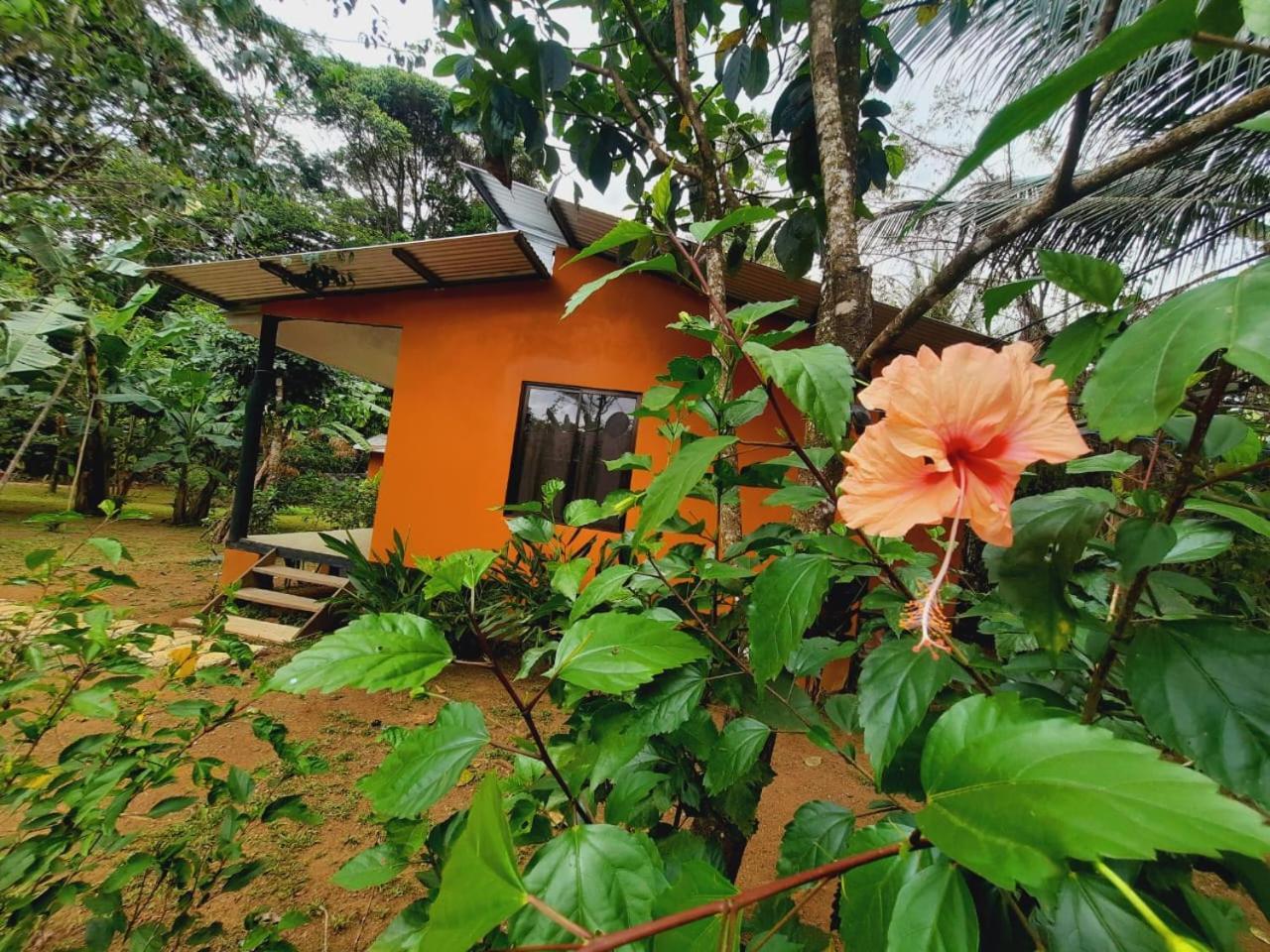 Cabinas Corcovado Green Parrot, Los Planes Drake Drake Bay ภายนอก รูปภาพ